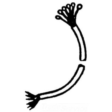 Click here to see Ridgid 76800 Ridgid 76800 Harness, Wire